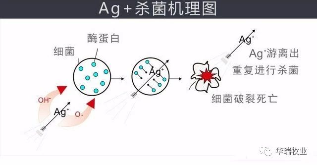 甲酸鈣殺菌原理圖