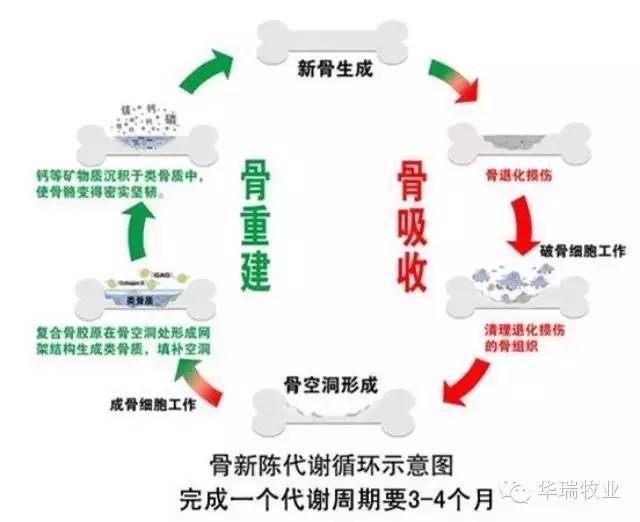 甲酸鈣對豬補鈣的影響