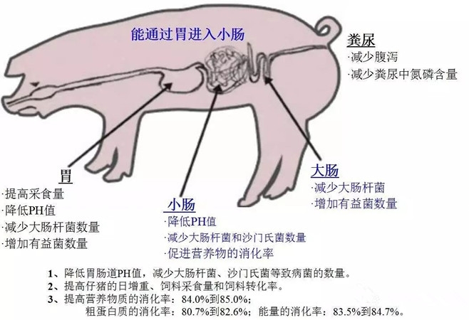 酸化劑對仔豬腸道健康的影響