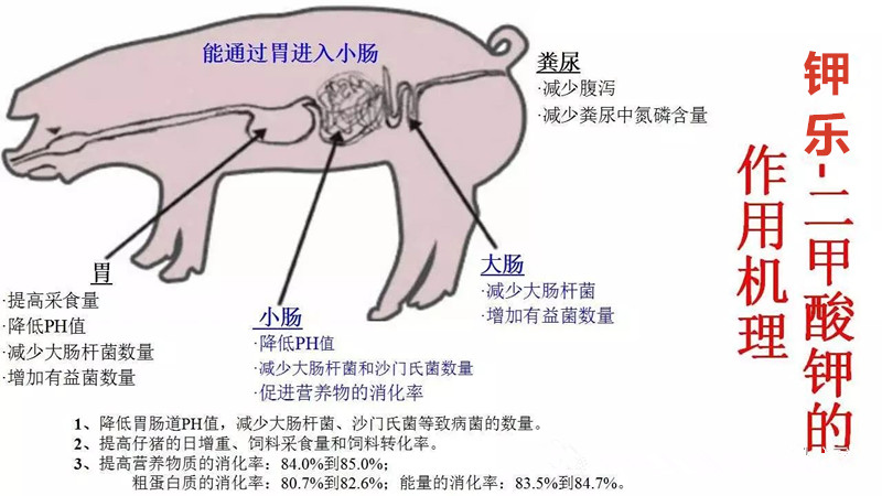 二甲酸鉀替代抗生素的作用機(jī)理